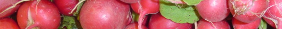 feine radieschen