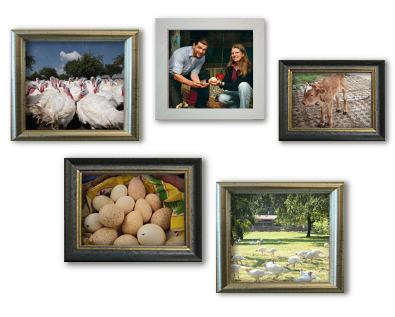 Geflügel vom Brunnenhof