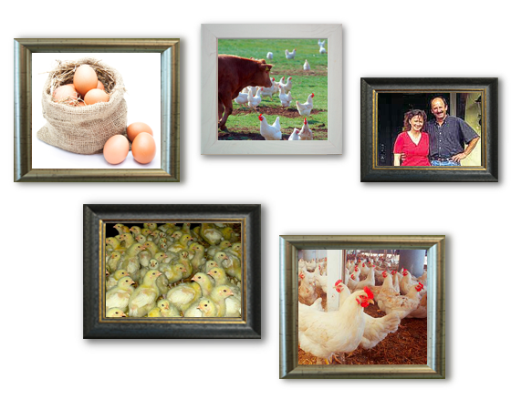 Eier vom Demeterhof Schmid